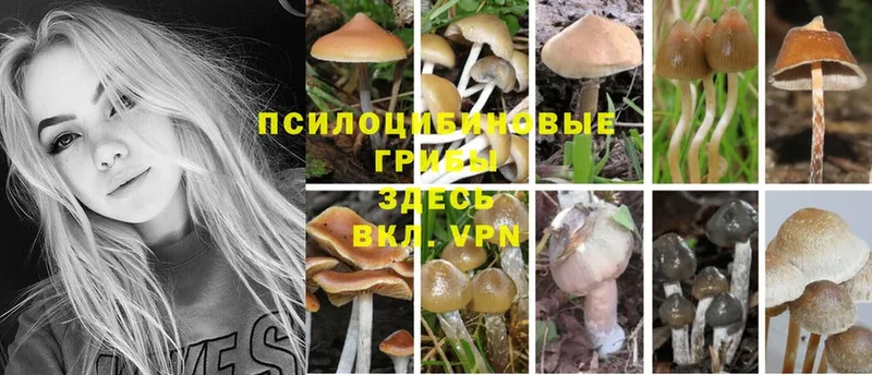 закладки  Балахна  Псилоцибиновые грибы Magic Shrooms 